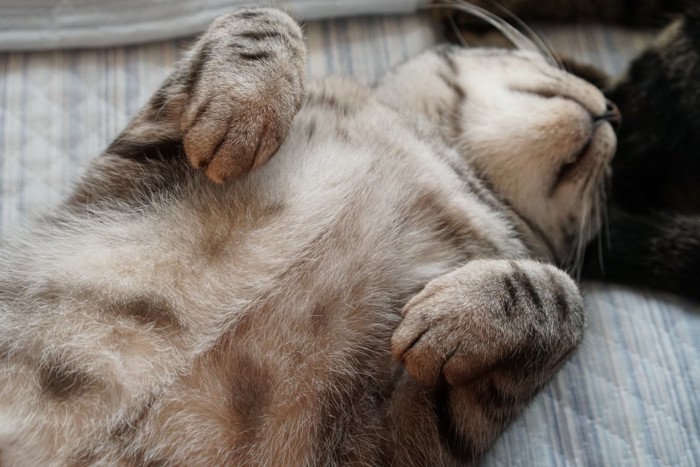 バランスよく寝ている猫