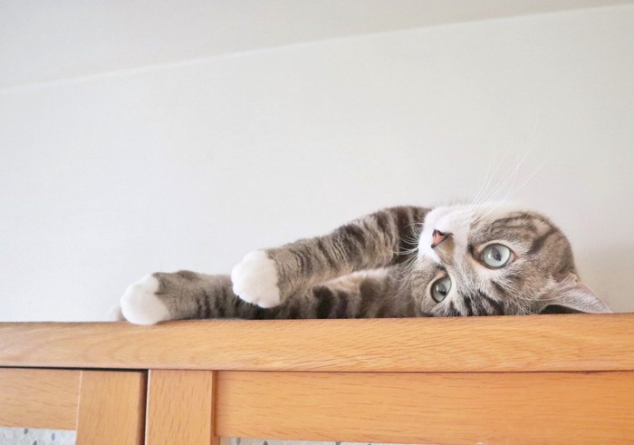 棚の上で仰向けになる猫