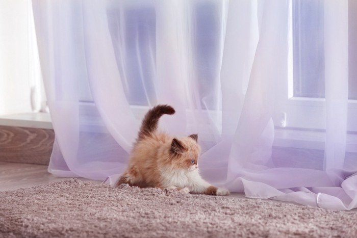 カーテンにじゃれて遊ぶ子猫