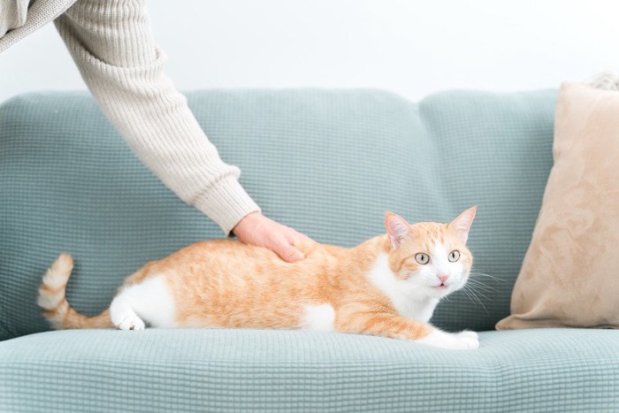 背中を触られているソファの上にいる猫