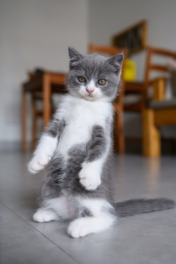 後足で立つ子猫