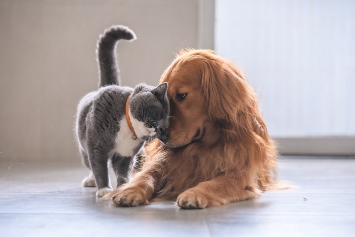 仲良しな犬と猫