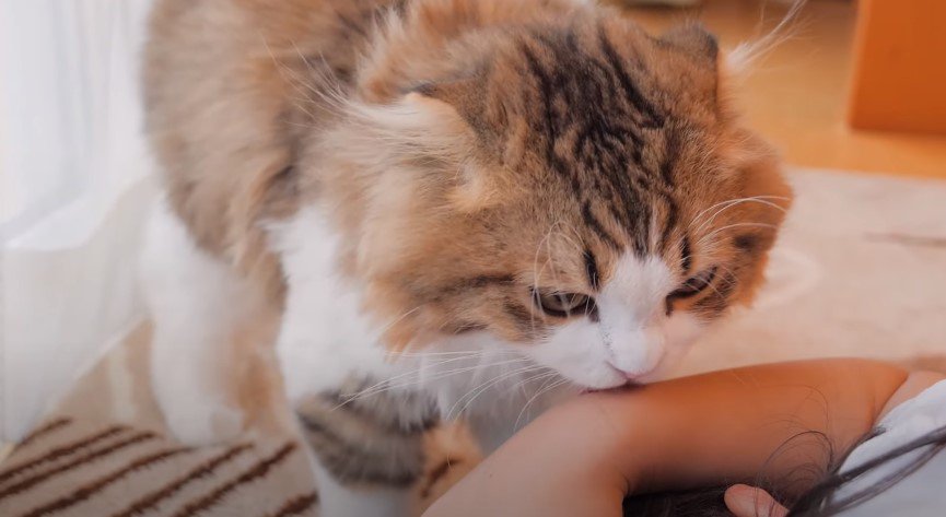 少女の腕を舐める猫