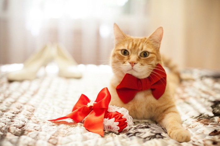 赤い蝶ネクタイをつけた猫