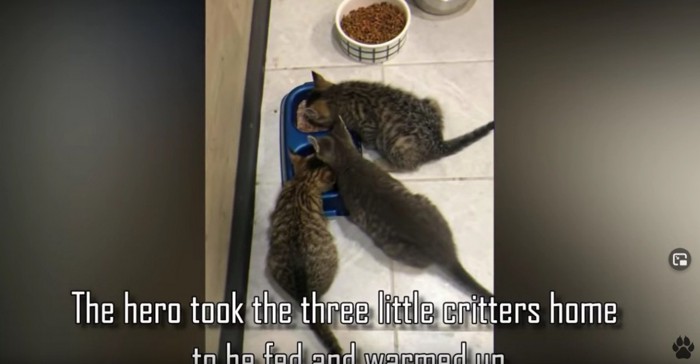 餌を食べる3匹の猫