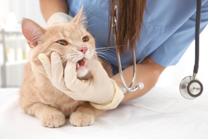 歯を診察される猫