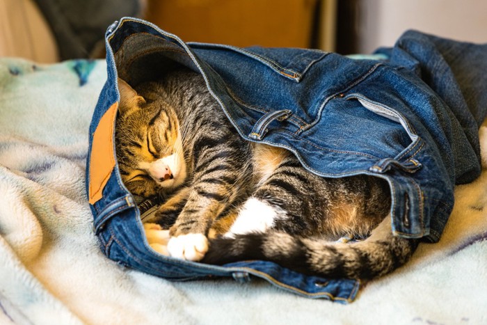 ズボンの中で寝る猫