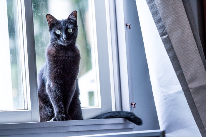 窓と黒猫