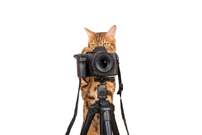 カメラを覗く猫