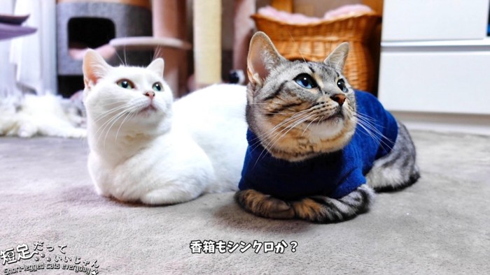 香箱座りの2匹の猫