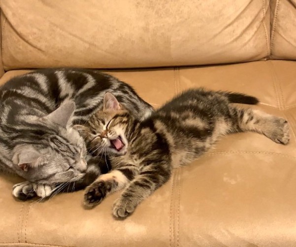 一緒に眠る2匹の猫