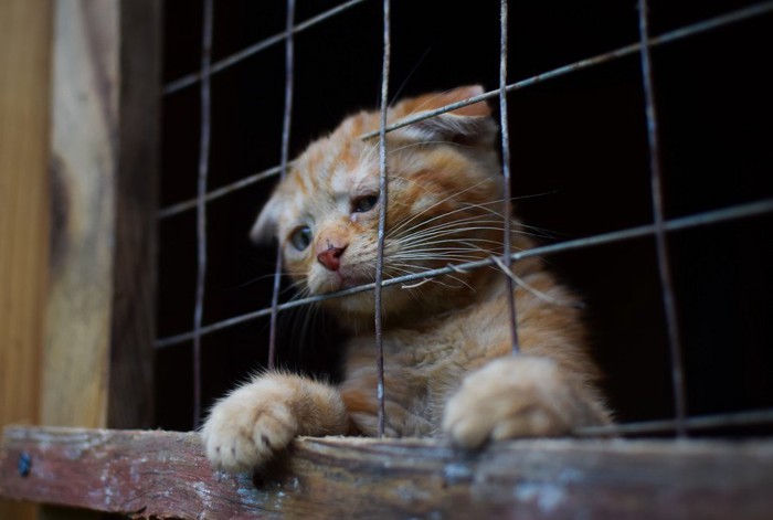 檻の中の猫