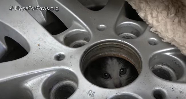 タイヤの下からのぞく子猫
