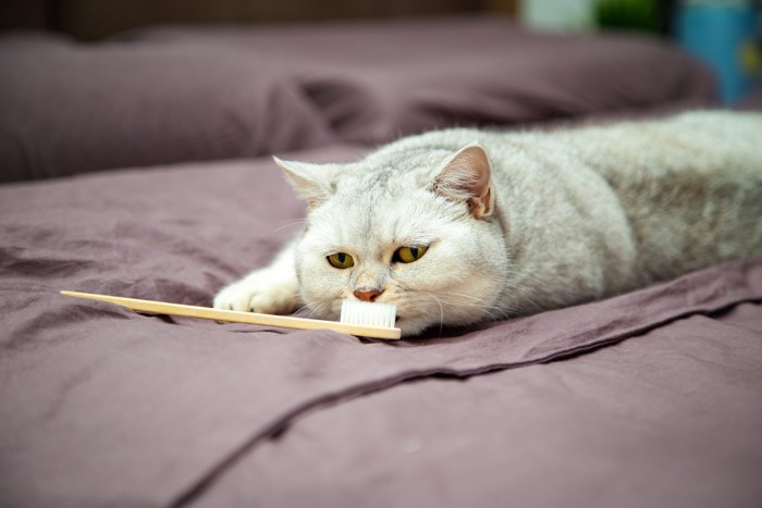 歯ブラシと猫