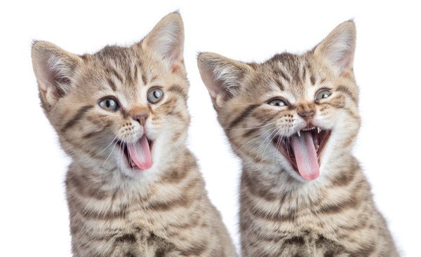あくびをする2匹の子猫