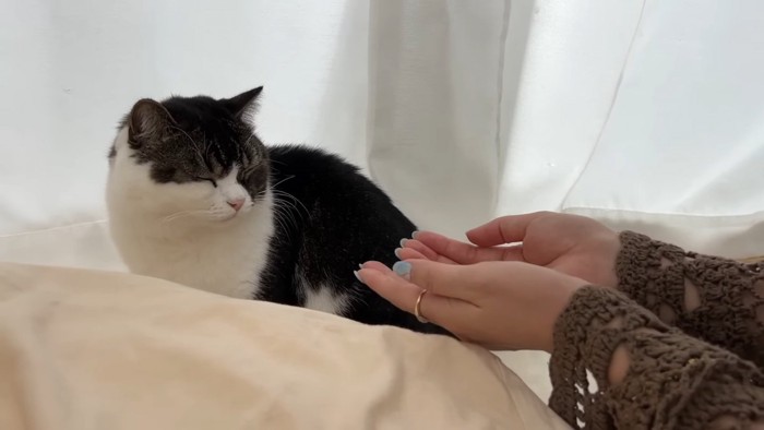 人の手を見て目を細める猫