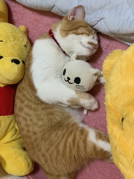猫のぬいぐるみを抱き枕にする猫