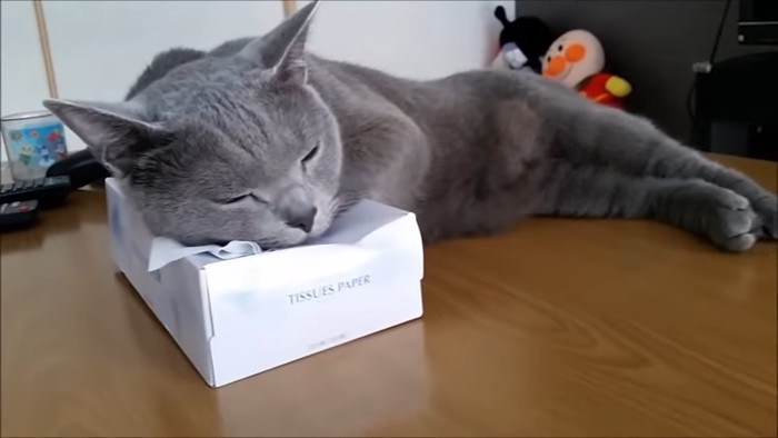 箱の上に乗る猫