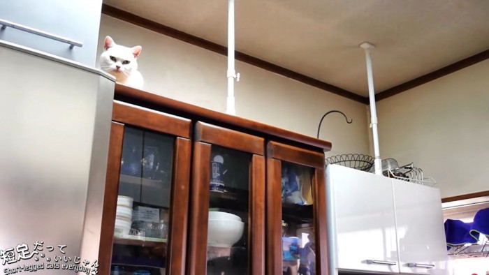 食器棚の上にいる猫