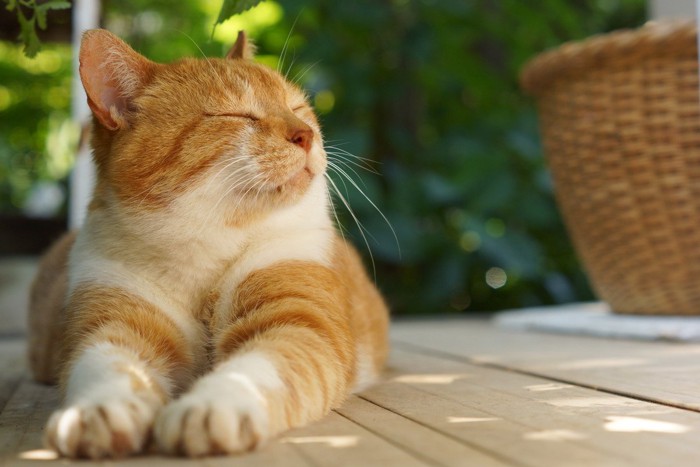 日陰で休む猫