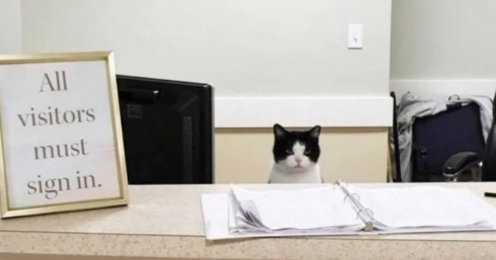 受付カウンターの椅子に座る猫