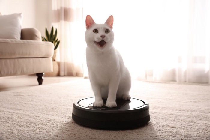 お掃除ロボット上で鳴く白猫