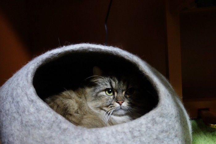 ドームに隠れる猫