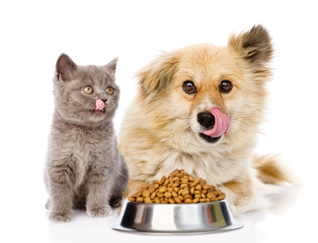 猫と犬が一緒に食べるご飯
