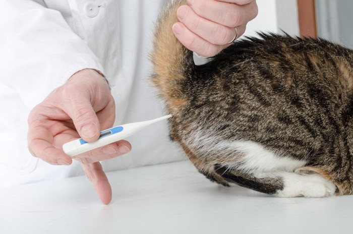 直腸温を測る猫