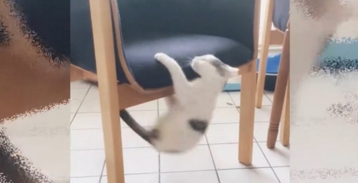 椅子に登ろうとする子猫