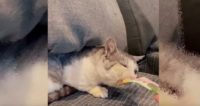 ちゅーるを食べている猫