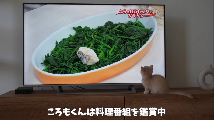 テレビの前にいる猫%％料理番組を鑑賞中