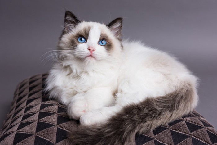 ブルーの瞳の猫