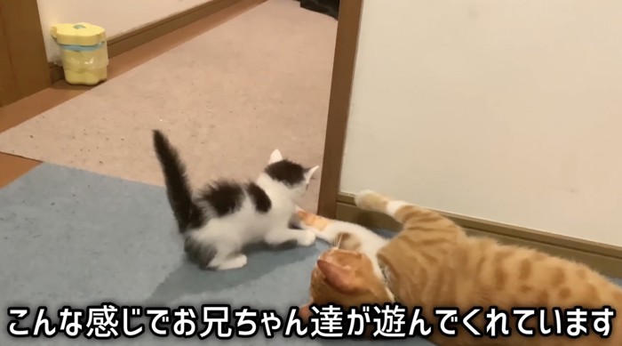 先住猫と遊ぶマメちゃん