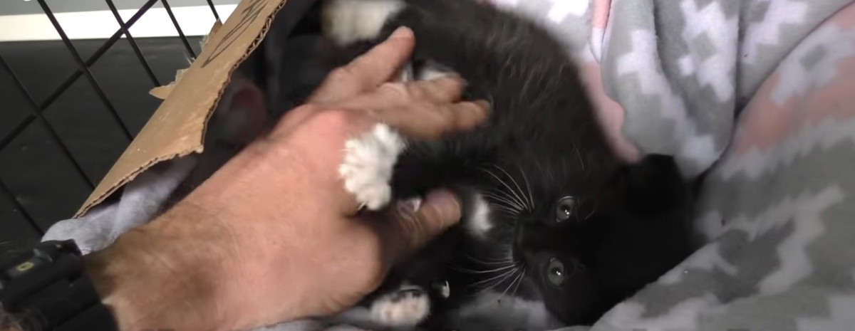 人の手と黒い子猫