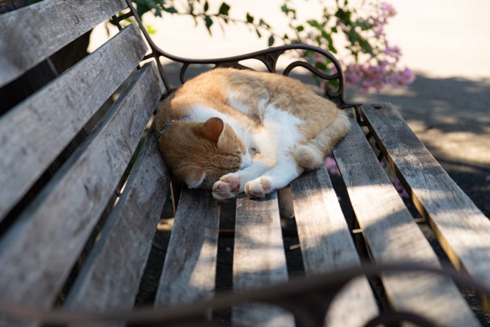 ベンチで眠る猫