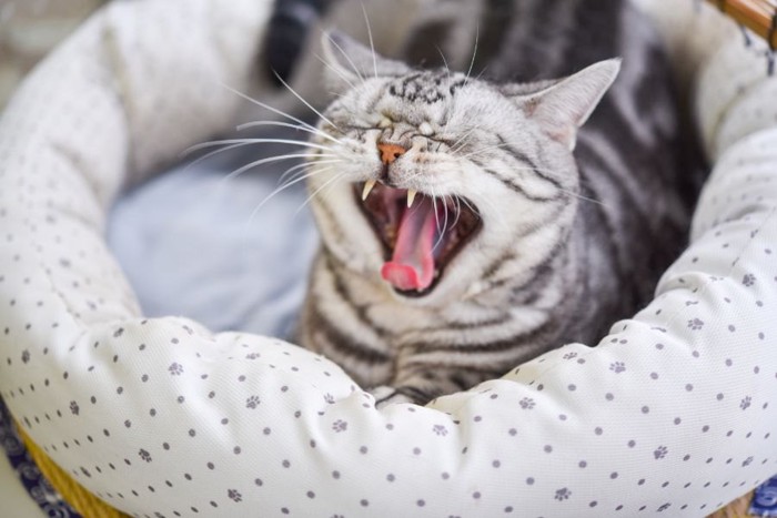 猫ベッドであくびをする猫