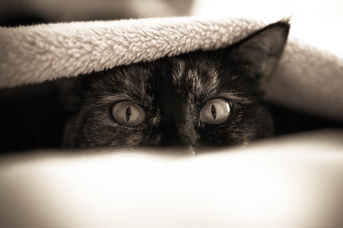 ブランケットの中で隠れている猫