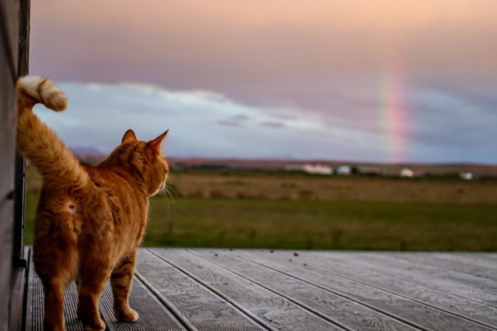 遠くに見える虹と猫の後ろ姿