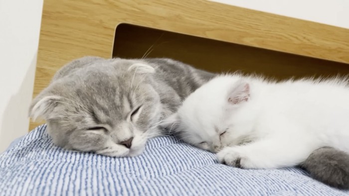 一緒に寝る猫たち