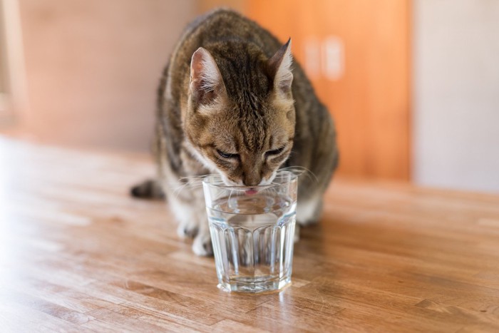 コップの水を飲む猫