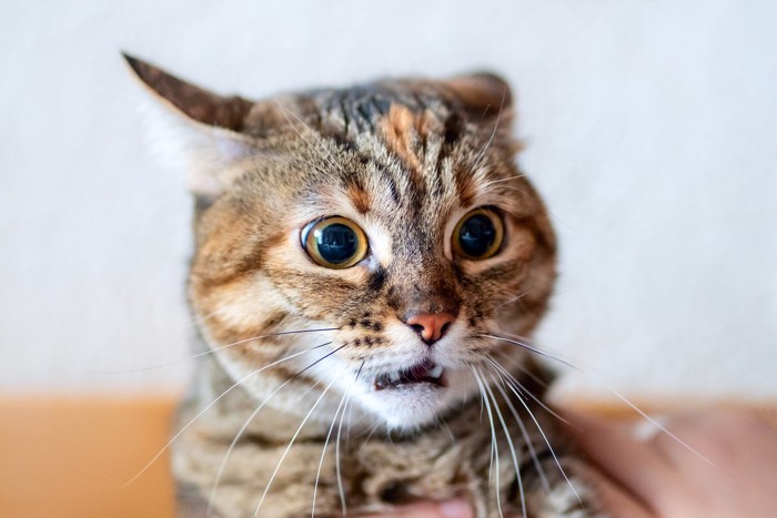 驚いた顔の猫