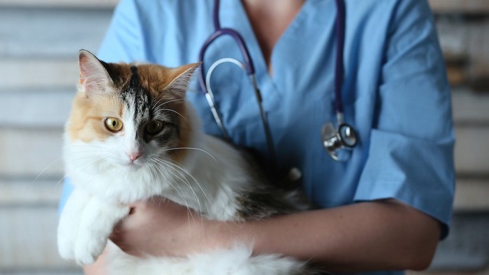 獣医師に抱かれている猫