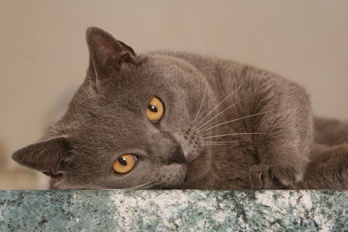 大理石の上の猫
