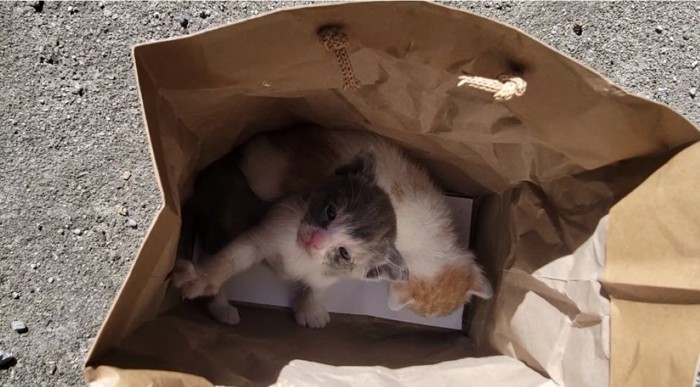 紙袋に入れられた猫達
