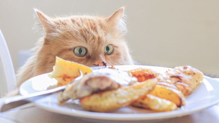 お皿に乗った料理を見る猫