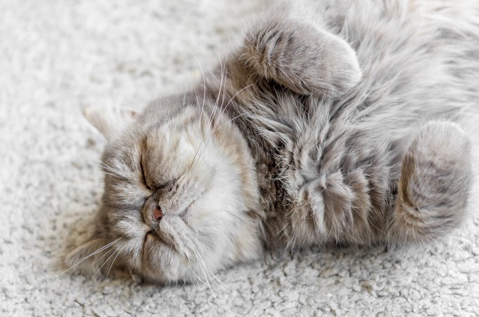 カーペットの上で熟睡する猫