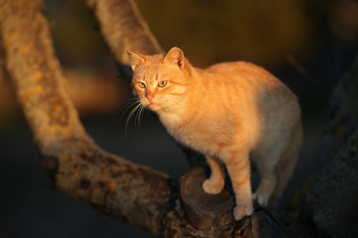 夕日を浴びながら木の上で遊ぶ猫