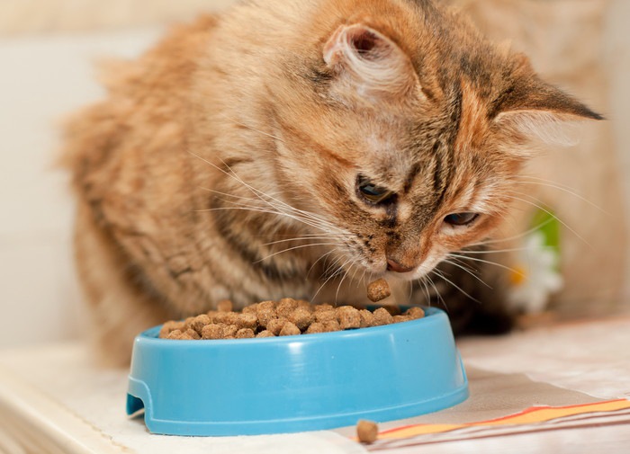 プラスチックの餌皿で餌を食べる猫