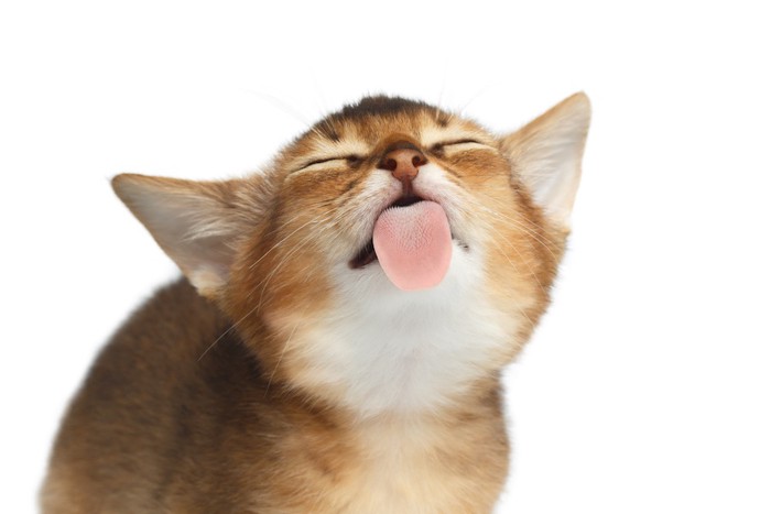 舌を出している子猫